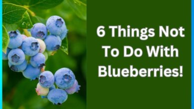 6 Common Blueberry Mistakes to Avoid