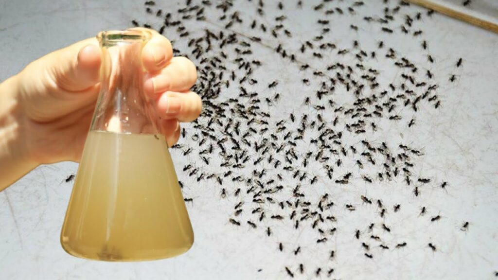 An Amazingly Easy Ant Remedy Just 2 Drops and They’re Gone!