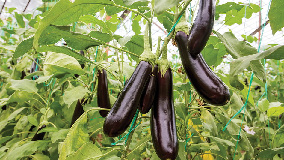 Blood sugar drops immediately! This vegetable is a real treasure!