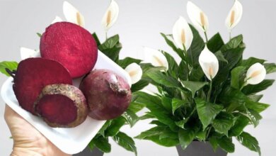 Boost Your Garden’s Bloom with Beets A Flower Power Guide