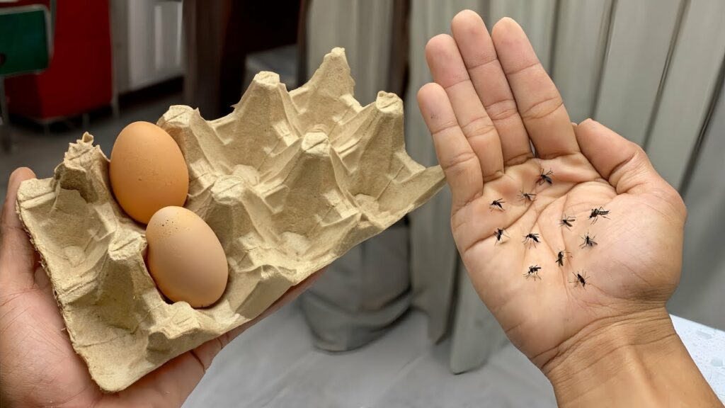 Clever Uses for Egg Cartons Eco-Friendly Mosquito Repellent