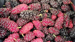 Delicious Homemade Black Mulberry Jam Recipe