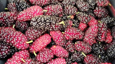 Delicious Homemade Black Mulberry Jam Recipe