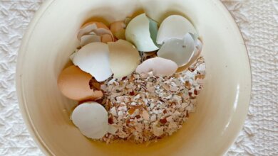 Discover the Surprising Uses for Eggshells Around Your Home