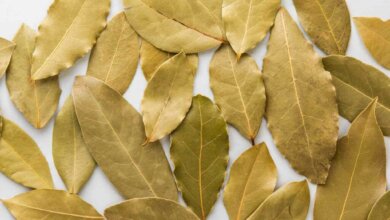 Discover the Wonders of Bay Leaves A Natural Remedy for Everyday Ailments