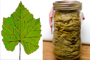 Grandma’s Secret Preserving Grape Leaves for Two Years