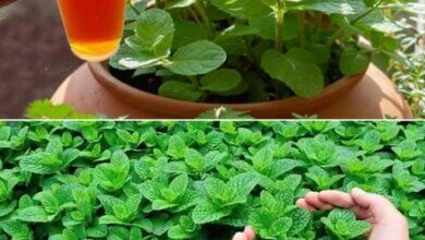 Growing an Abundance of Fresh Mint in Containers A Complete Guide