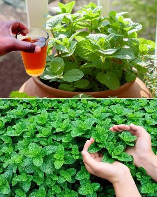 Growing an Abundance of Fresh Mint in Containers A Complete Guide