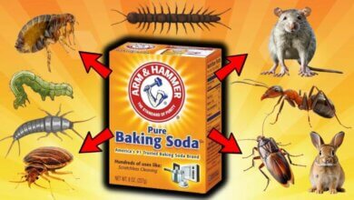 Harnessing the Power of Baking Soda for Pest Control