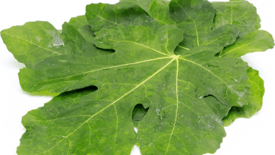 Harnessing the Power of Fig Leaves to Lower Blood Sugar