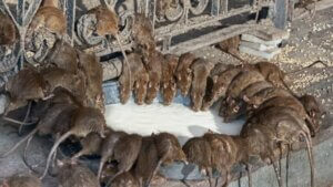 Say Goodbye to Rats and Mice A Natural Solution