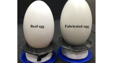 Spotting the Difference Real vs Fake Eggs