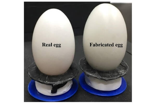 Spotting the Difference Real vs Fake Eggs