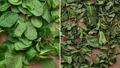 The Simplest Way to Dry Mint Leaves at Home