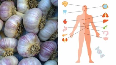 The Wonderful Health Benefits of Garlic Nature’s Superfood