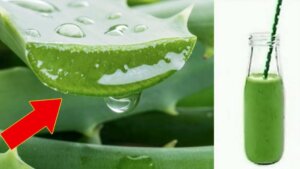 The Wonders of Aloe Vera A Natural Tonic for a Healthier You