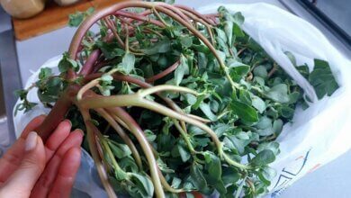 Title Cooking with Purslane A Delicious Discovery from Turkey